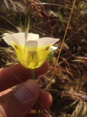 Calochortus superbus