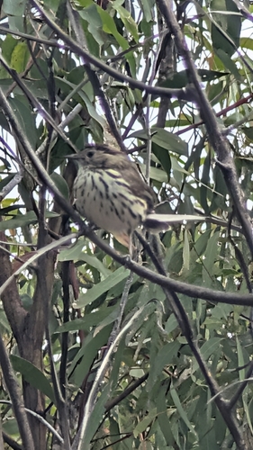 Speckled Warbler
