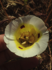 Calochortus superbus
