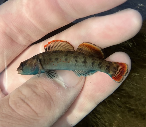 Greenbreast darter (Etheostoma jordani) — Percidae — 2
