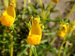 Calceolaria hypericina