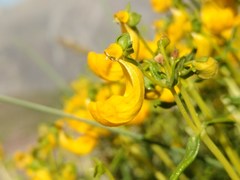 Calceolaria hypericina
