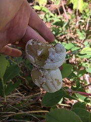 Exobasidium vaccinii