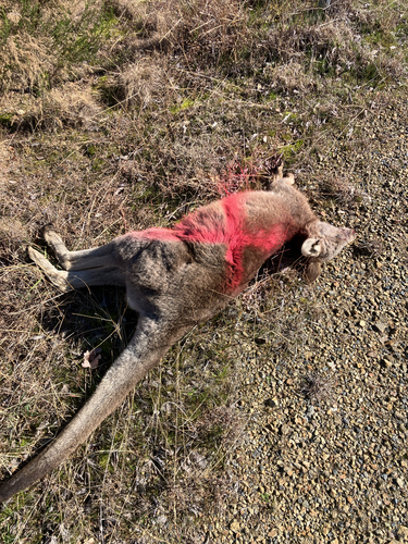 Eastern Grey Kangaroo