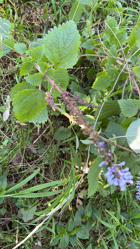 Coleus australis, photograph 2