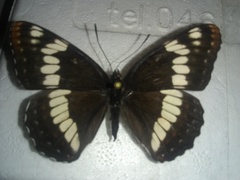 Limenitis weidemeyerii × lorquini