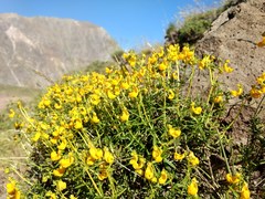Calceolaria hypericina