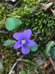 Viola hirsutula