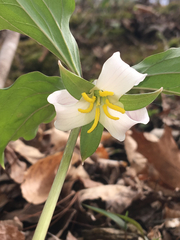 Trillium catesbaei