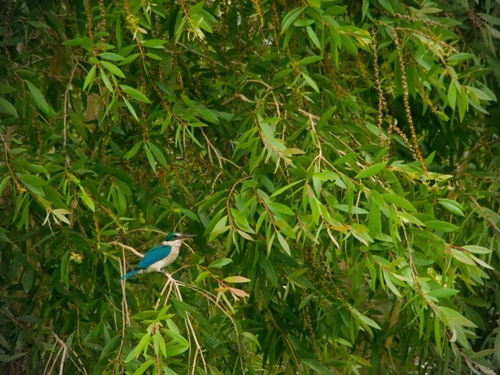 Collared Kingfisher