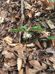 Trillium catesbaei