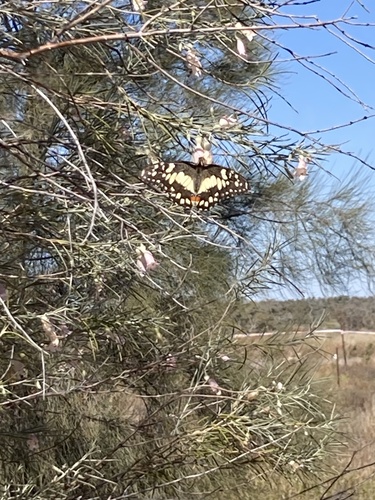 Lime Swallowtail