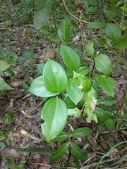 Cryptocarya triplinervis triplinervis