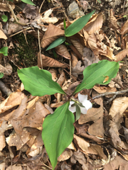 Trillium catesbaei
