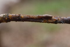 Tetragnatha versicolor