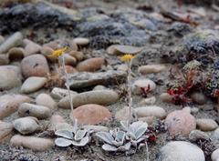 Brachyglottis haastii