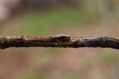 Tetragnatha versicolor