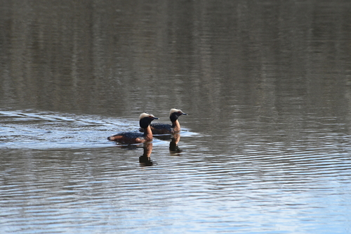 Horned Grebe