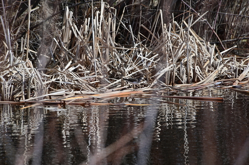 Solitary Sandpiper