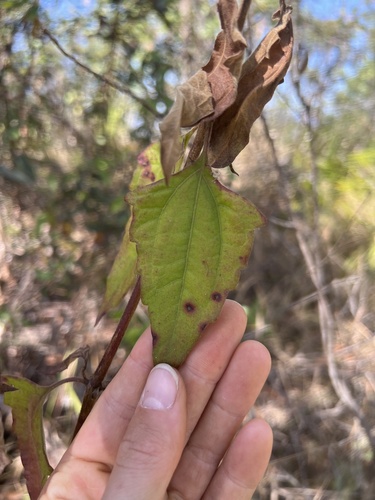 Siam weed