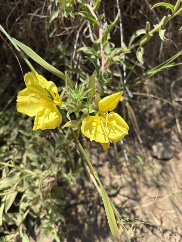 iNaturalist observation photo of tall evening primrose