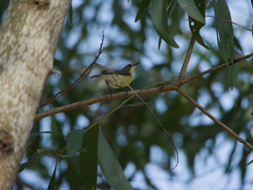 Golden-bellied Gerygone