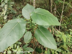 Ficus grossularioides