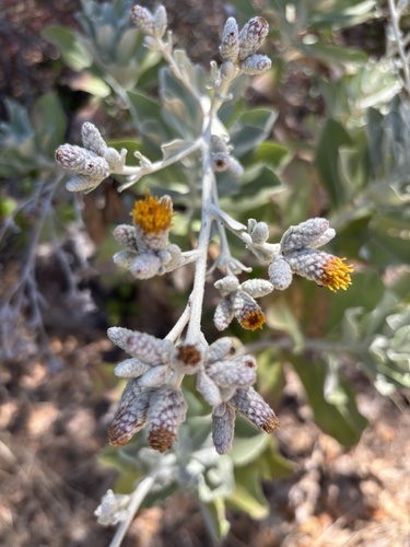 iNaturalist observation photo of Island hazardia