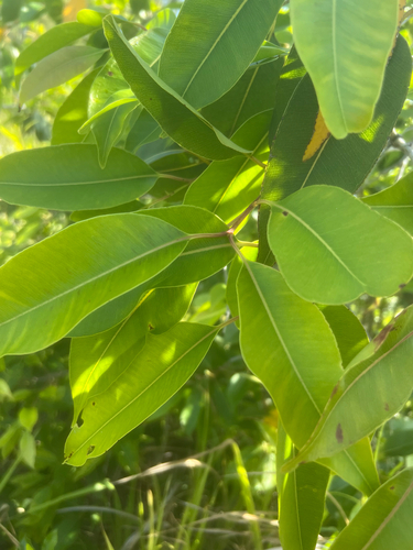 Syzygium cumini observed 2026-07-30
