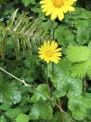 Doronicum