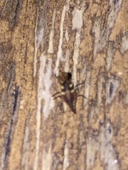 Neuroptera