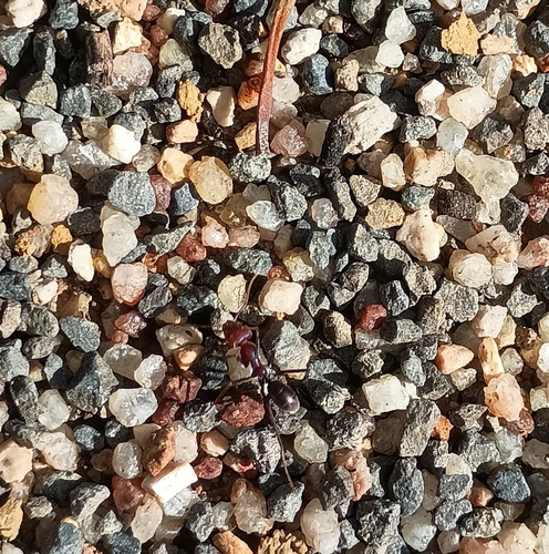Southern Meat Ant
