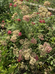 Achillea millefolium