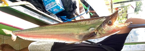 Sharkmouth catfish (Belodontichthys dinema) — Siluridae — 2
