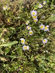 Astranthium ciliatum