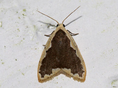 Diduga taiwana