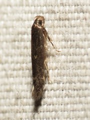 Perimede