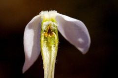 Amsonia longiflora longiflora