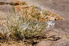 Amsonia longiflora longiflora
