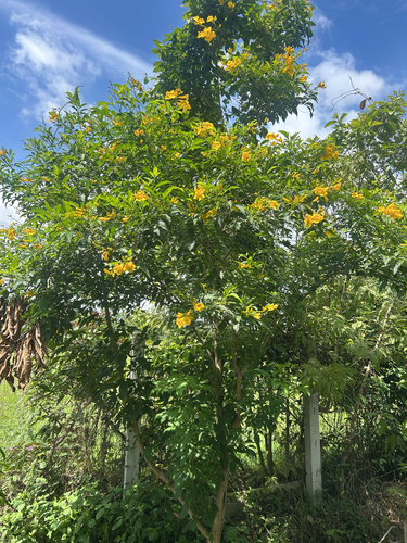 yellow trumpet flower