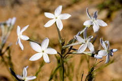 Amsonia longiflora longiflora