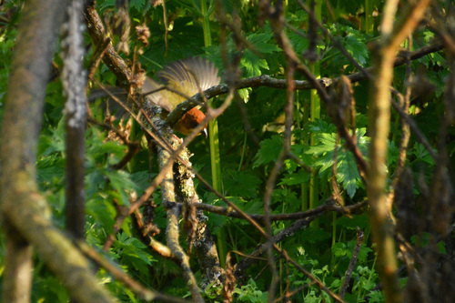 Fulvous-headed Brushfinch (Atlapetes fulviceps), photo 10