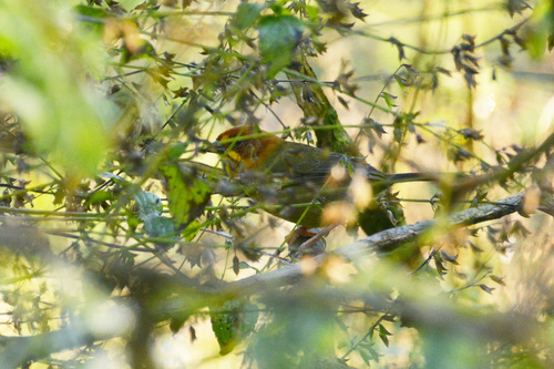Fulvous-headed Brushfinch (Atlapetes fulviceps), photo 1