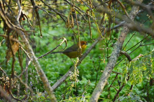 Fulvous-headed Brushfinch (Atlapetes fulviceps), photo 2
