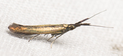 Coleophora mayrella