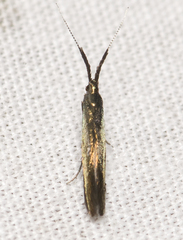 Coleophora mayrella