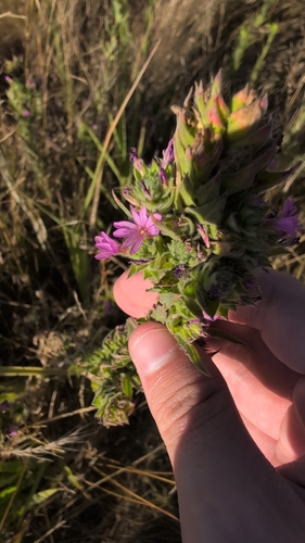 Epilobium densiflorum, photograph 4