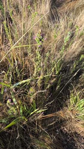 Epilobium densiflorum, photograph 5