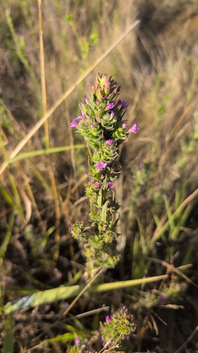 Epilobium densiflorum, photograph 6