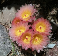Parodia